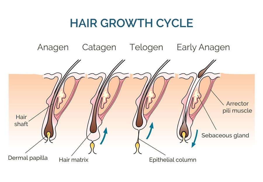 Image of the hair growth cycle